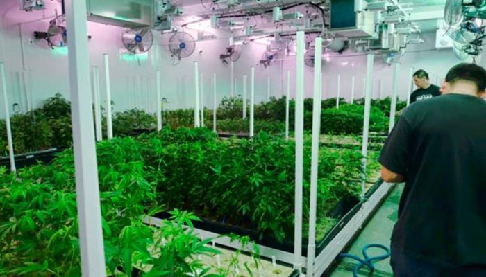 Caretakers oversee a grow room