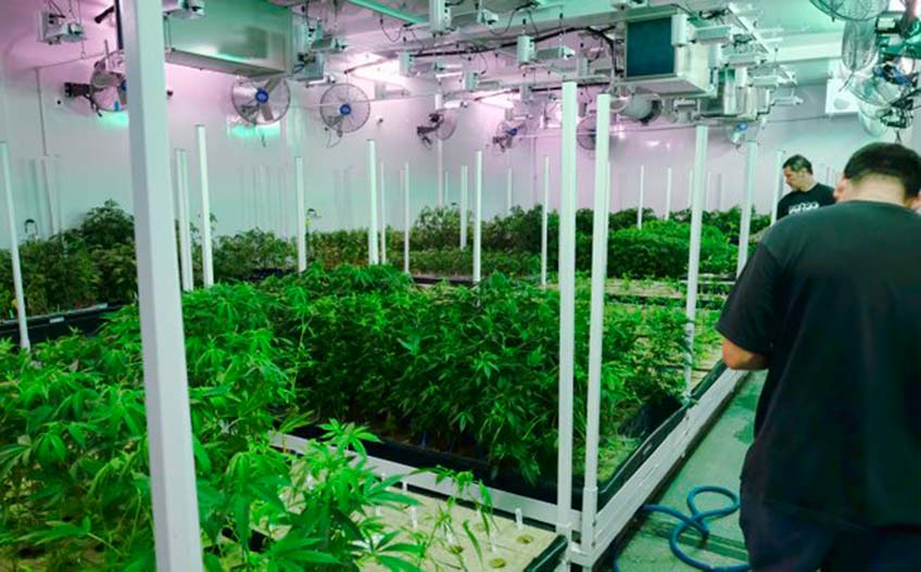 Caretakers oversee a grow room