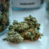 Cannabis Flower Buds