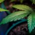 Cannabis Plant